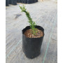 Pichi romero (Fabiana imbricata), formato de venta