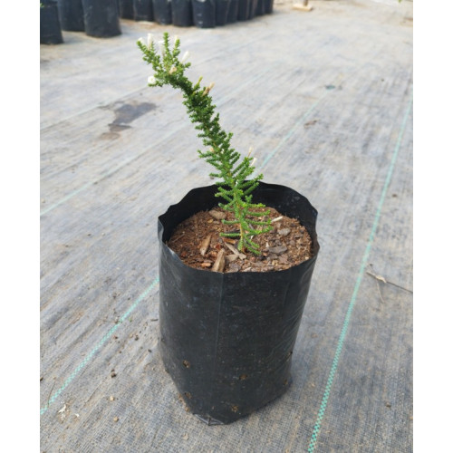Pichi romero (Fabiana imbricata), formato de venta