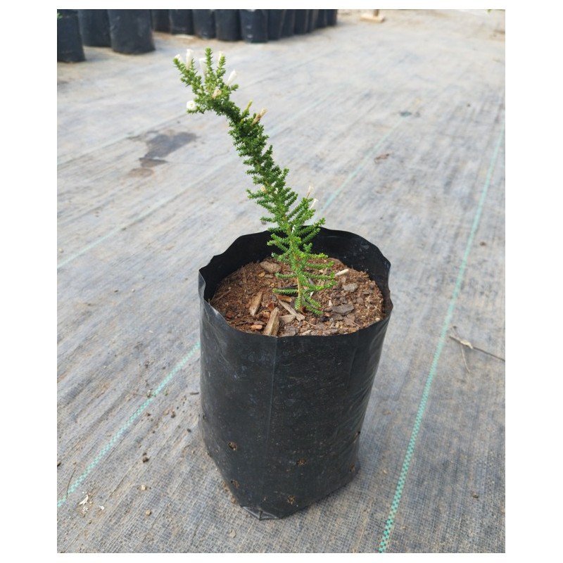 Pichi romero (Fabiana imbricata), formato de venta