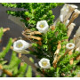 Pichi , flores