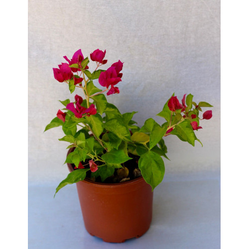 Bougainvillea variegada flor morada