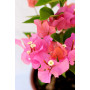 Bougainvillea Flor sandia 