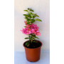 Bougainvillea Flor sandia