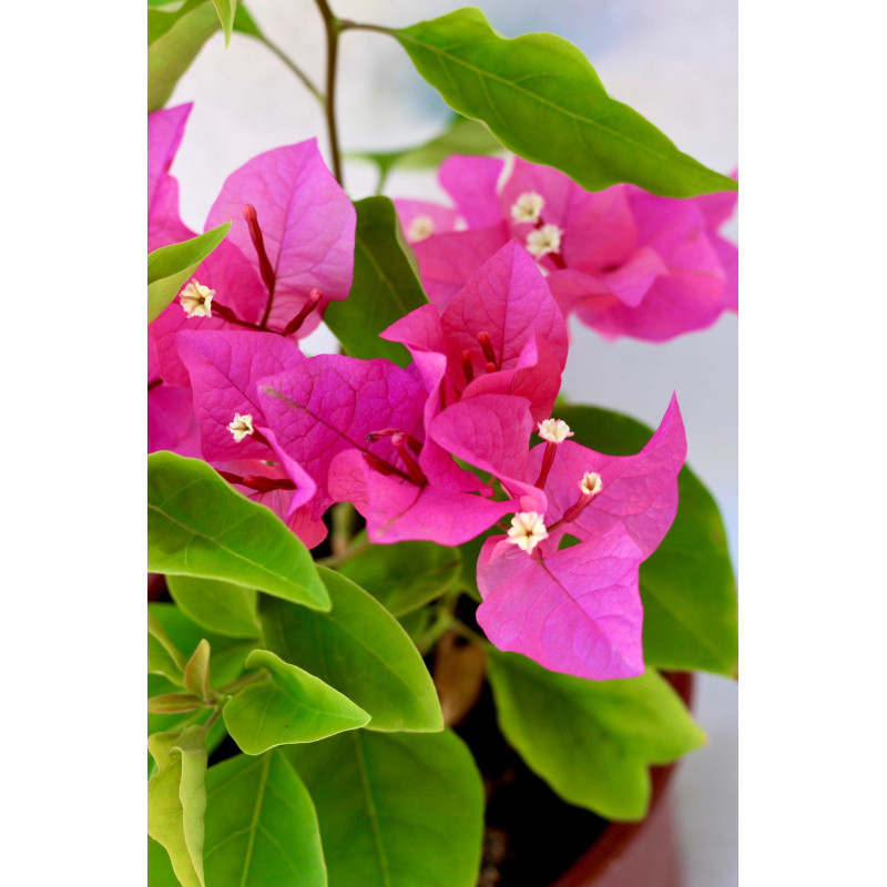 Bougainvillea Flor rosado intenso