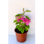 Bougainvillea Flor rosado intenso