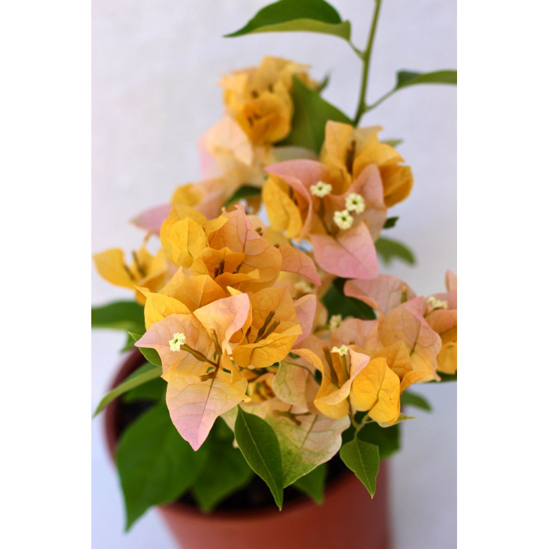 Bougainvillea Flor amarilla