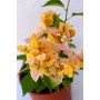 Bougainvillea Flor amarilla
