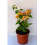 Bougainvillea Flor amarilla