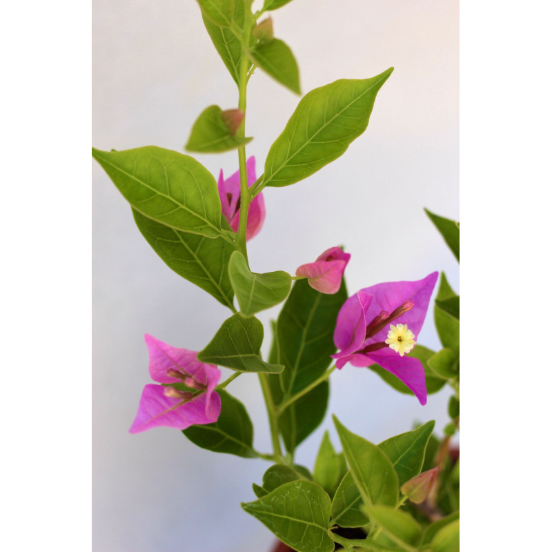Bougainvillea  Flor Lila
