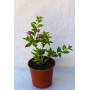 Bougainvillea Flor Lila