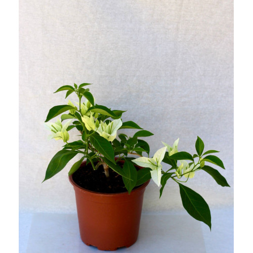 Bougainvillea Flor blanca grande 