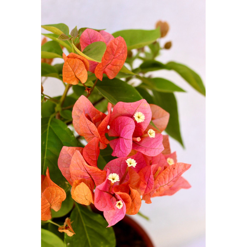 Bougainvillea Flor Sandia 