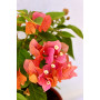 Bougainvillea Flor Sandia 