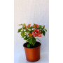 Bougainvillea Flor Sandia 