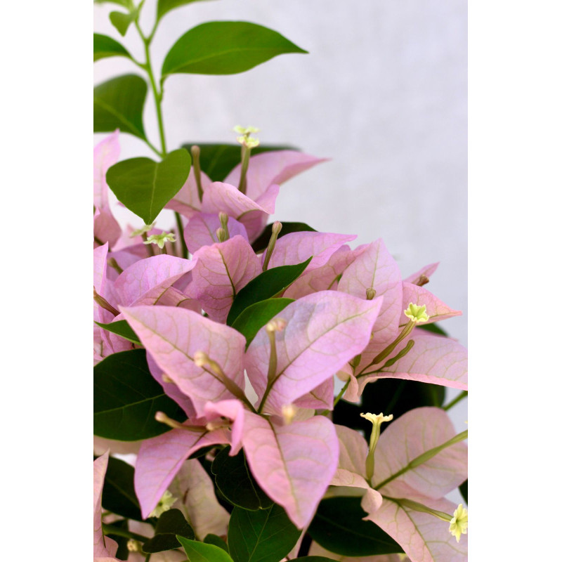 Bougainvillea Flor lila palido
