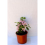 Bougainvillea Flor lila palido