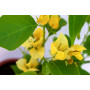 Bougainvillea  Flor amarilla