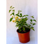 Bougainvillea Flor amarilla