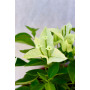 Bougainvillea maceta 17 Flor blanca grande 