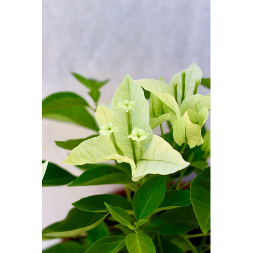 Bougainvillea maceta 17 Flor blanca grande 