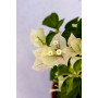 Bougainvillea maceta 17 Flor blanca  con tonos rosados