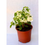 Bougainvillea maceta 17 Flor blanca con tonos rosados