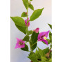 Bougainvillea maceta 17 Lila flor pequeña