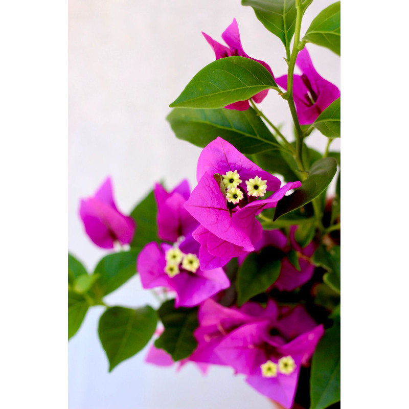 Bougainvillea maceta 17 Flor morada intenso