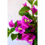 Bougainvillea maceta 17 Flor morada intenso