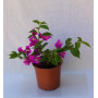 Bougainvillea maceta 17 Flor morado intenso