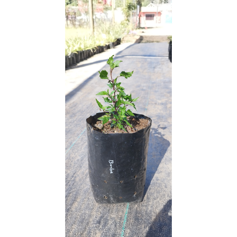 Barba de viejo (Ageratina glechonophylla), formato de venta 25*30