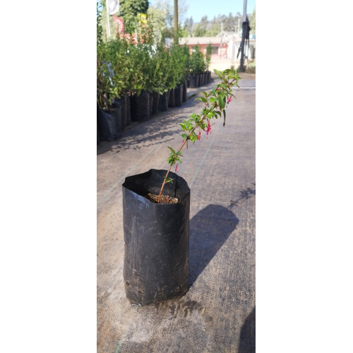 Fuchsia rosea (Híbrido F.Lycioides x F. magellanica), formato de venta 25x30