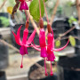 Fuchsia rosea, flores detalle