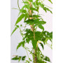 Jazmin polyanthum