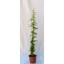 Jazmin polyanthum