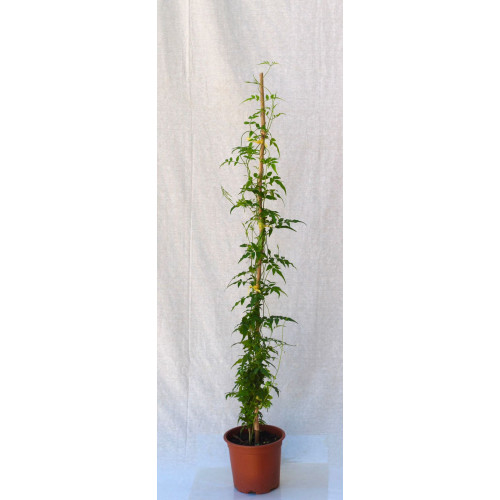 Jazmin polyanthum