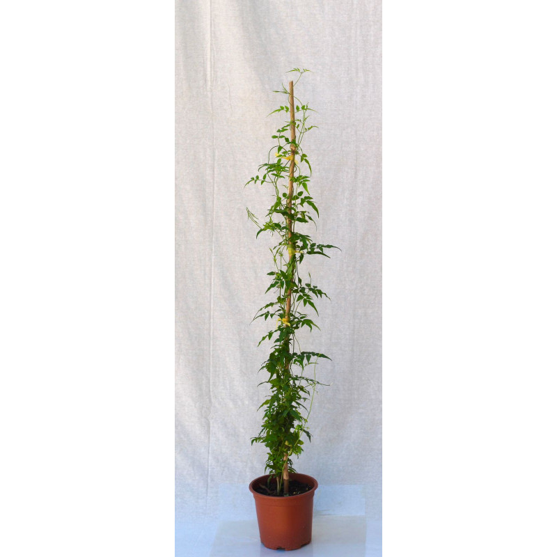 Jazmin polyanthum