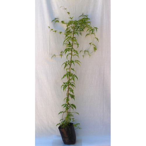 Jazmin polyanthum