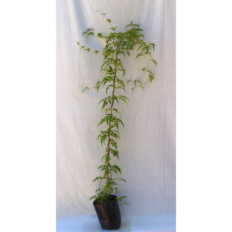 Jazmin polyanthum