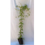 Jazmin polyanthum