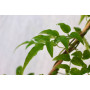 Jazmin polyanthum