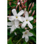Jazmin polyanthum
