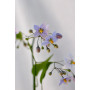 solanum jasminoides