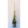 Cissus striata / voqui
