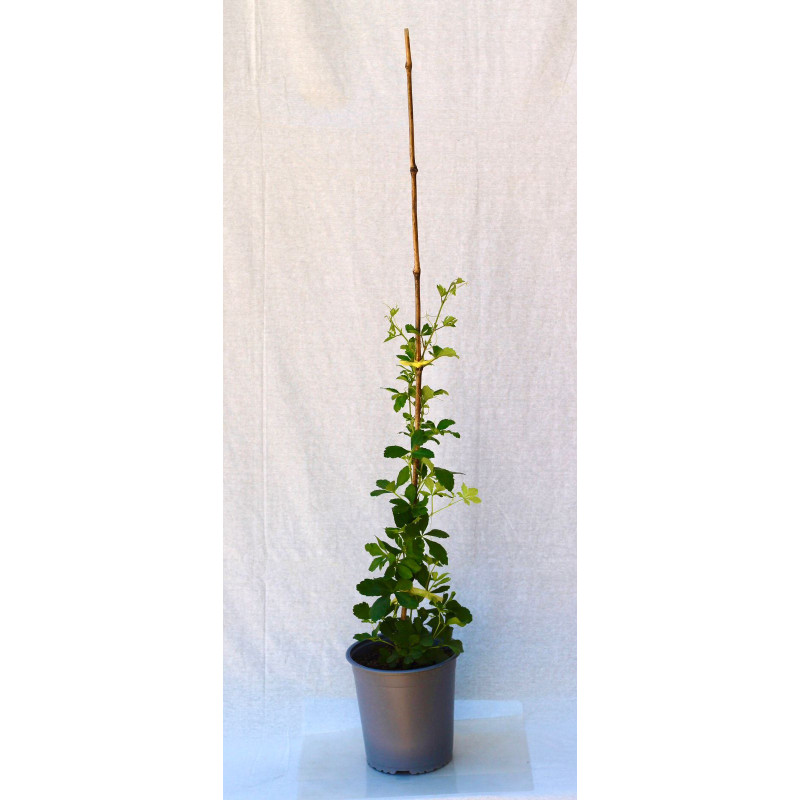 Cissus striata / voqui