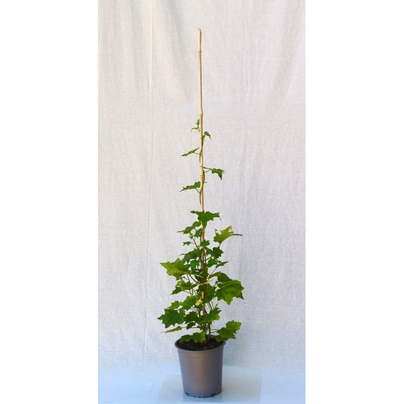 Senecio mikanioides