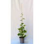 Senecio mikanioides