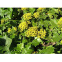 Senecio mikanioides