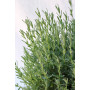 Lavanda Stoechas