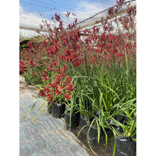 Anigozanthos